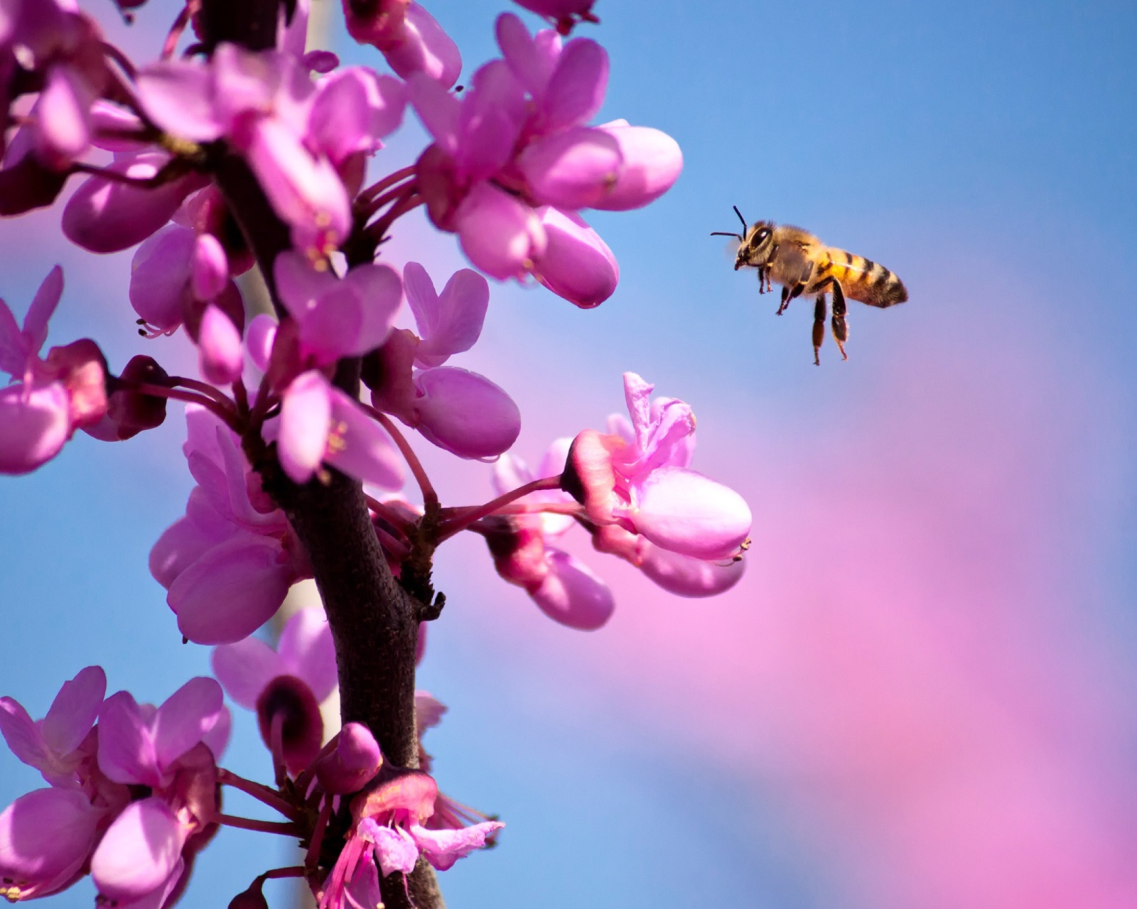 Purple Flowers And Bee wallpaper 1600x1280