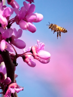 Purple Flowers And Bee wallpaper 240x320