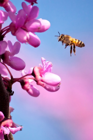 Purple Flowers And Bee wallpaper 320x480