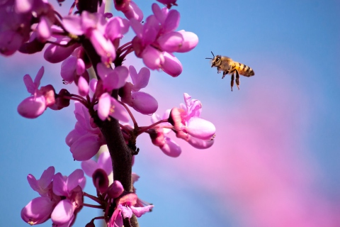 Purple Flowers And Bee wallpaper 480x320