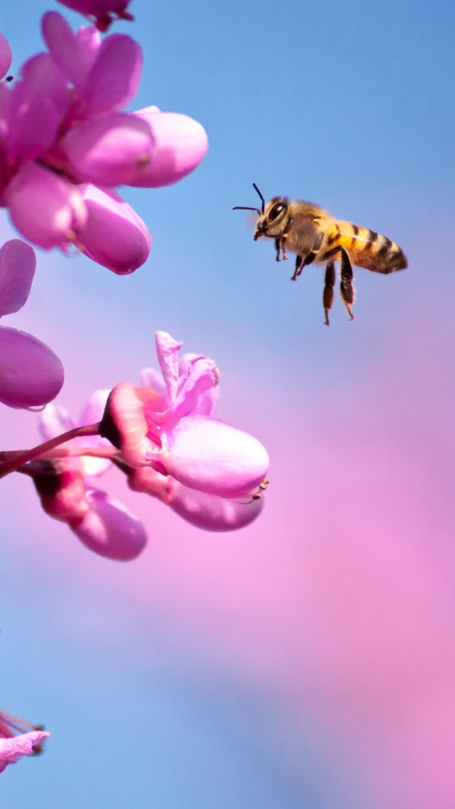 Sfondi Purple Flowers And Bee 640x1136