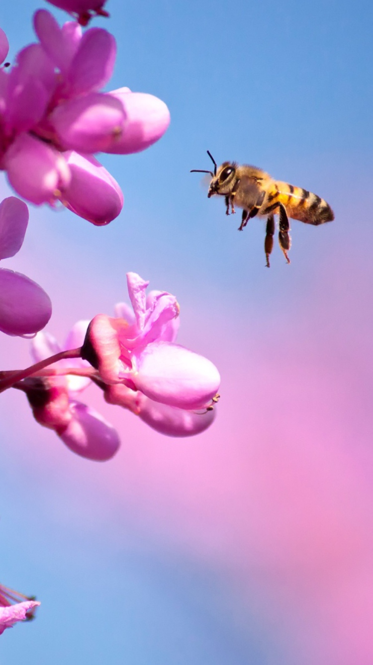 Das Purple Flowers And Bee Wallpaper 750x1334