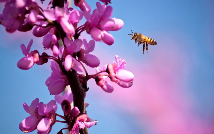 Das Purple Flowers And Bee Wallpaper