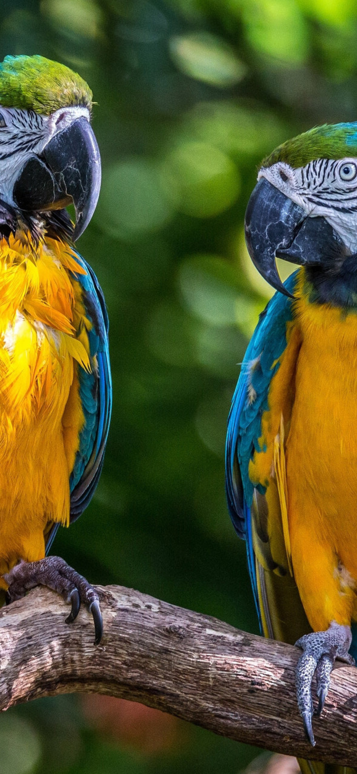 Blue and Yellow Macaw Spot wallpaper 1170x2532