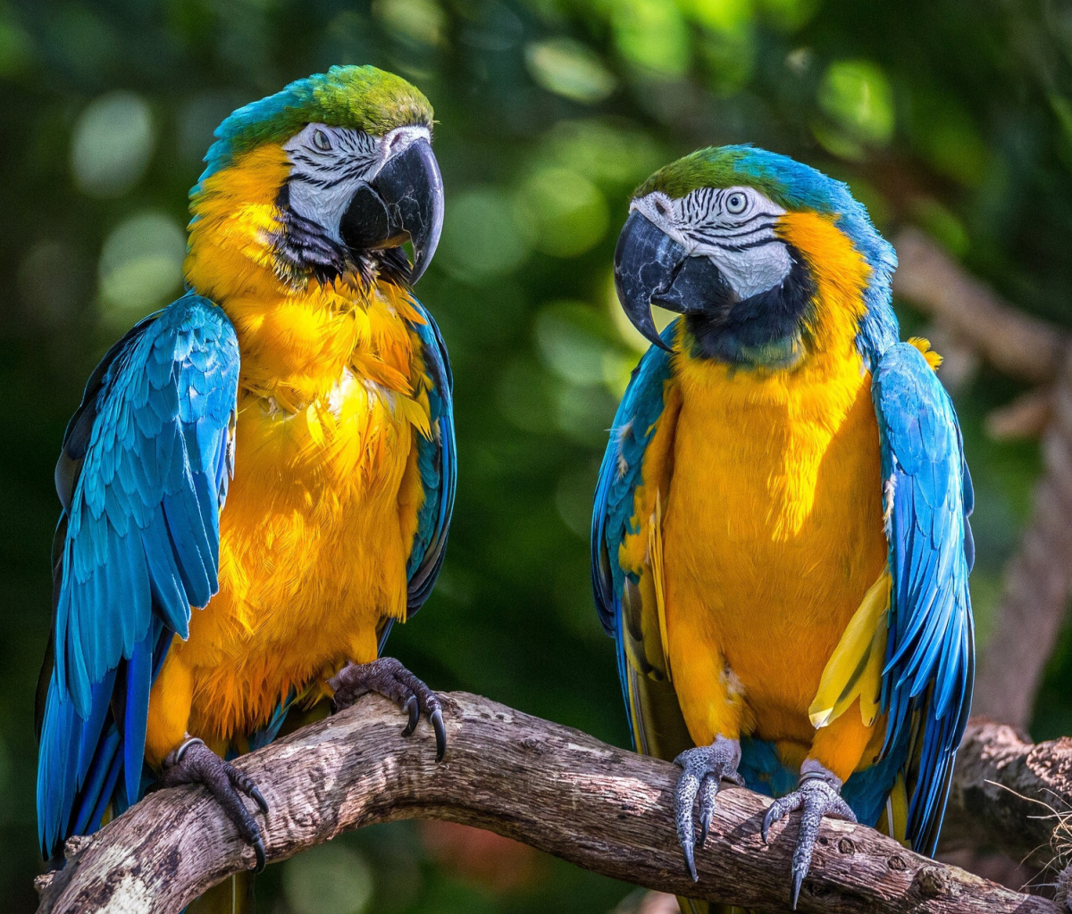 Blue and Yellow Macaw Spot wallpaper 1200x1024