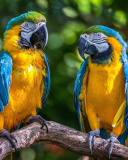 Обои Blue and Yellow Macaw Spot 128x160