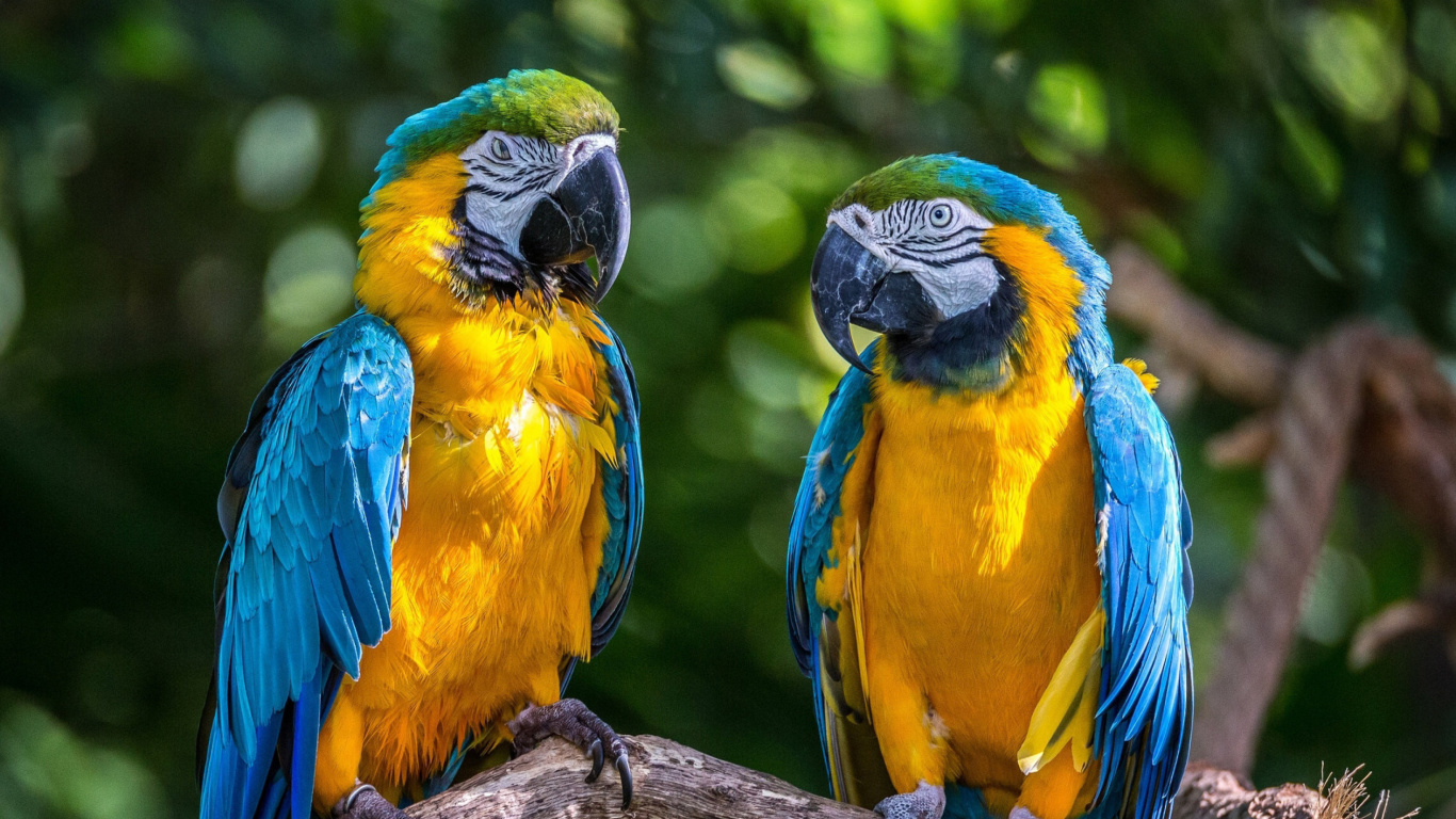 Screenshot №1 pro téma Blue and Yellow Macaw Spot 1366x768