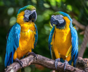 Das Blue and Yellow Macaw Spot Wallpaper 176x144