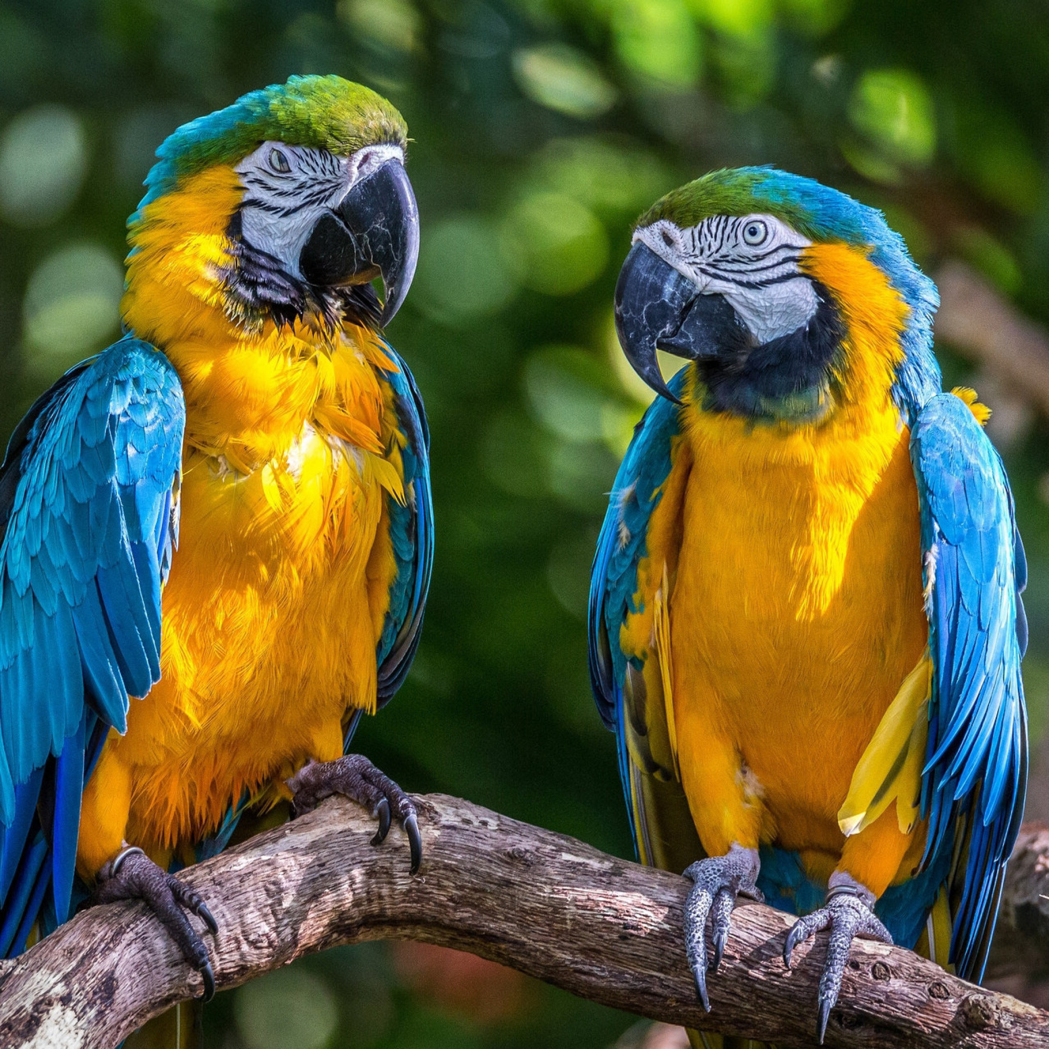 Blue and Yellow Macaw Spot wallpaper 2048x2048