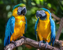 Das Blue and Yellow Macaw Spot Wallpaper 220x176