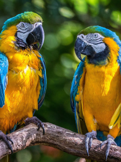 Das Blue and Yellow Macaw Spot Wallpaper 240x320