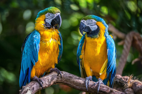 Обои Blue and Yellow Macaw Spot 480x320