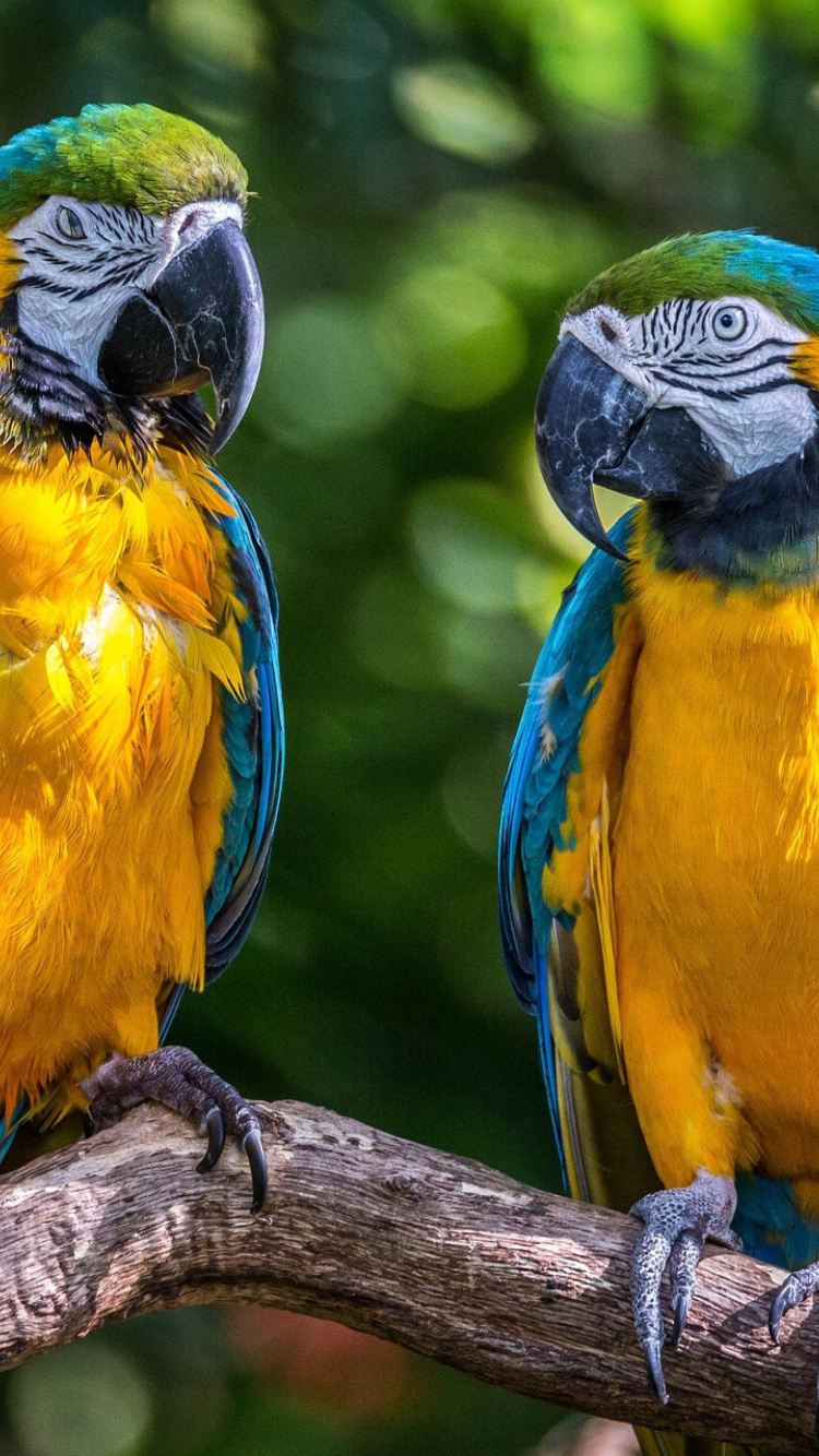 Blue and Yellow Macaw Spot wallpaper 750x1334