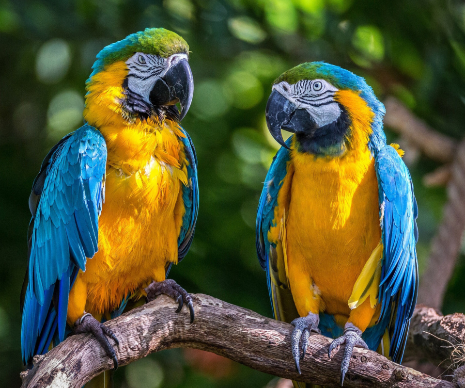 Обои Blue and Yellow Macaw Spot 960x800