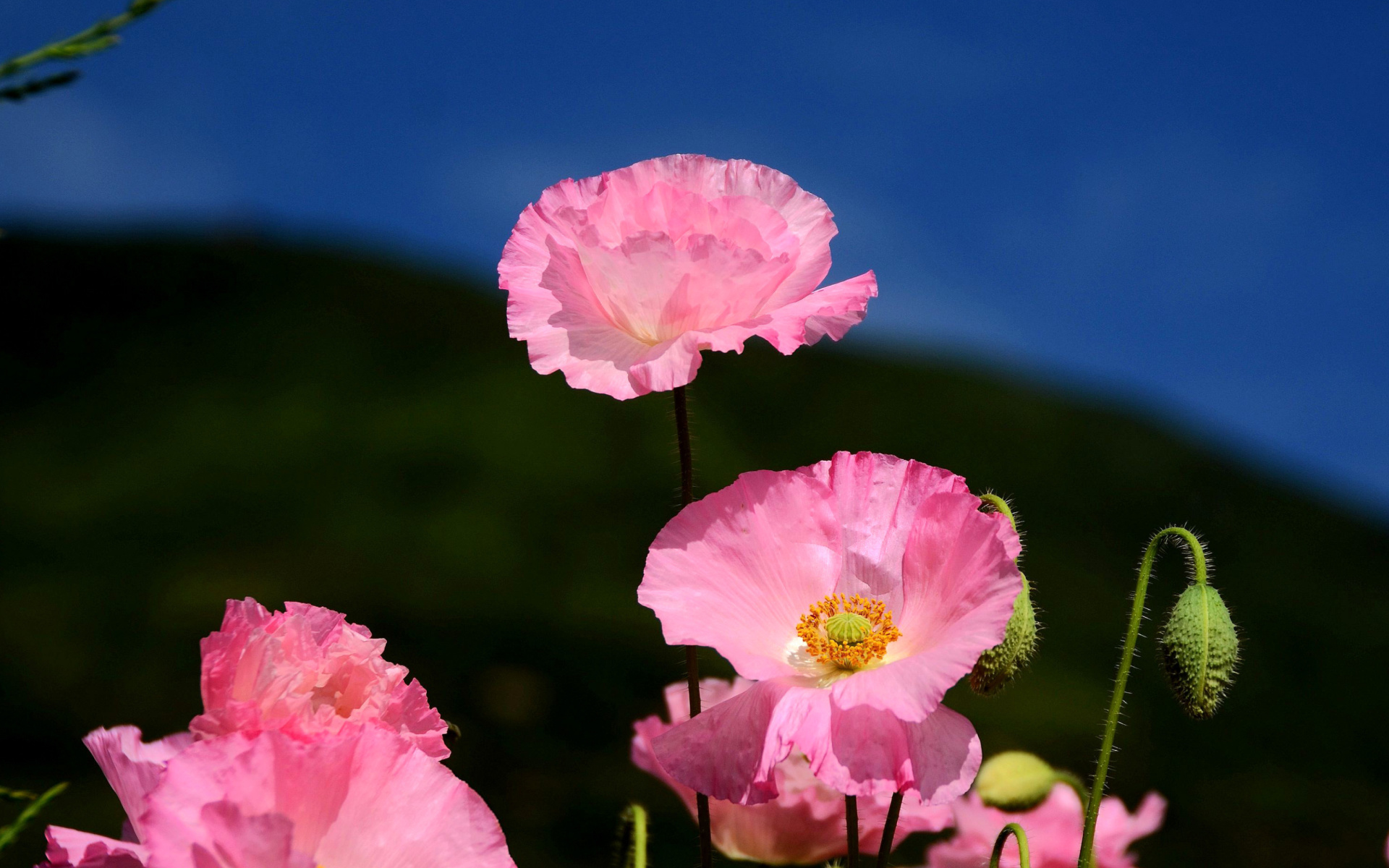 Sfondi Pink Poppies Field 1920x1200