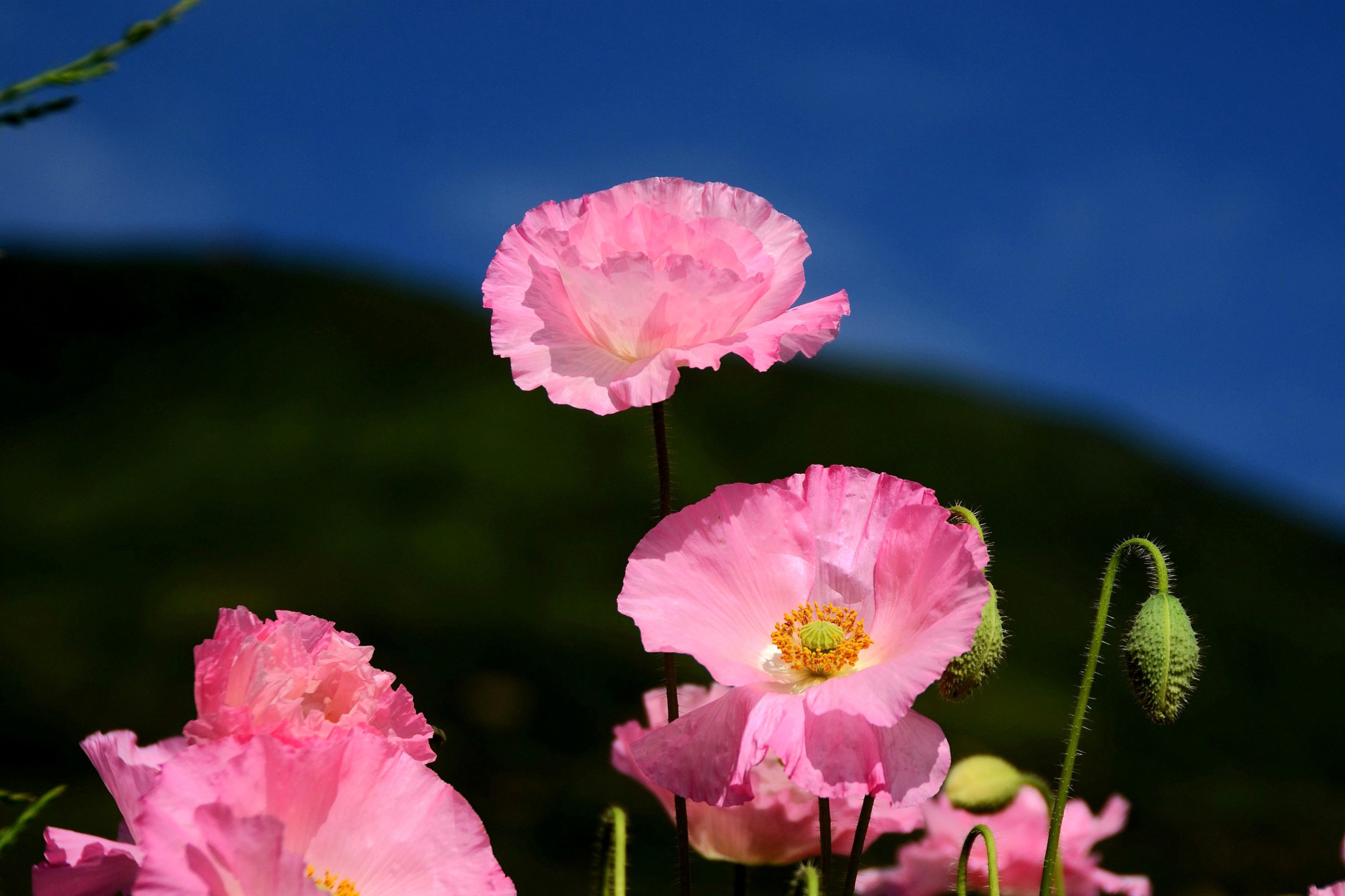 Das Pink Poppies Field Wallpaper 2880x1920