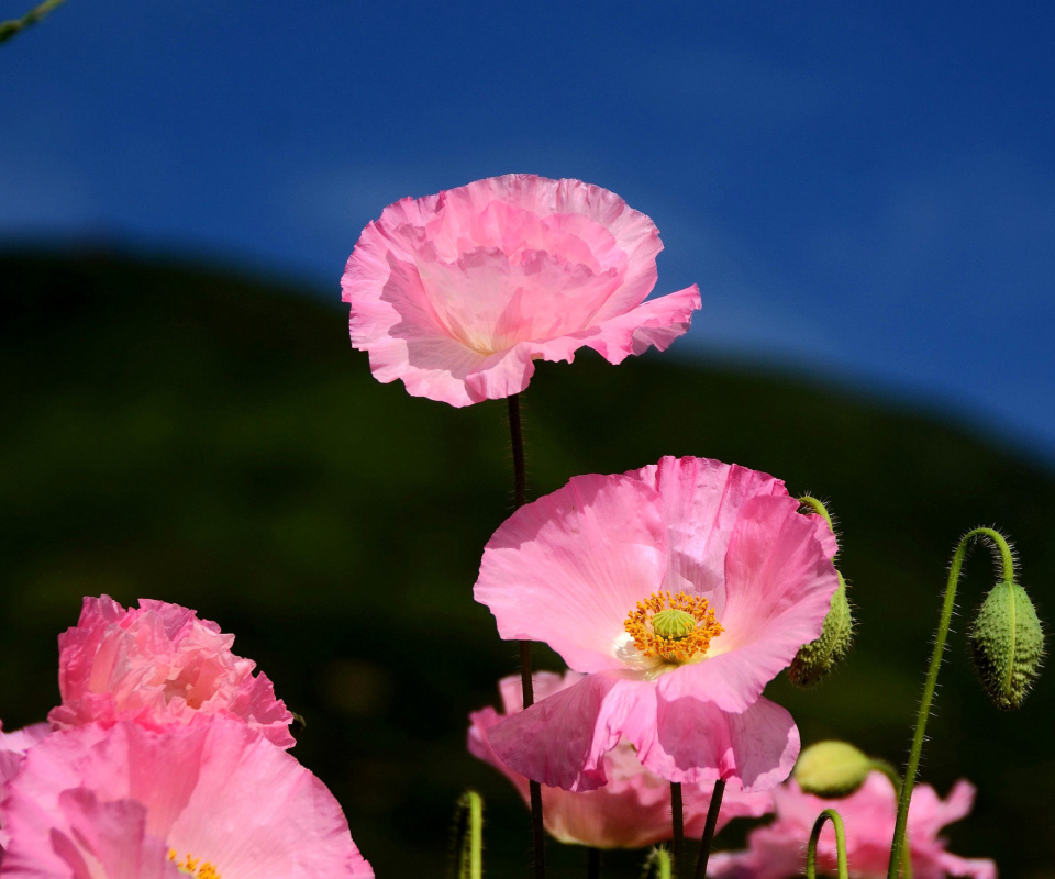 Fondo de pantalla Pink Poppies Field 960x800