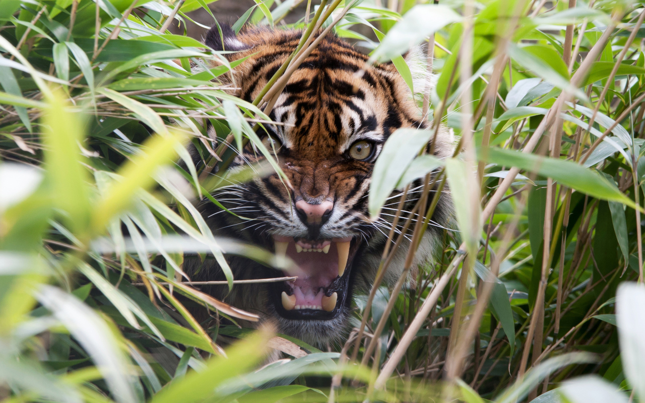 Tiger Hiding Behind Green Grass wallpaper 1280x800