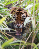 Обои Tiger Hiding Behind Green Grass 128x160