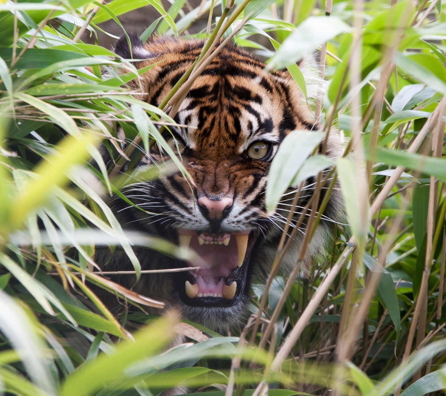 Das Tiger Hiding Behind Green Grass Wallpaper 1440x1280