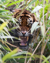 Fondo de pantalla Tiger Hiding Behind Green Grass 176x220