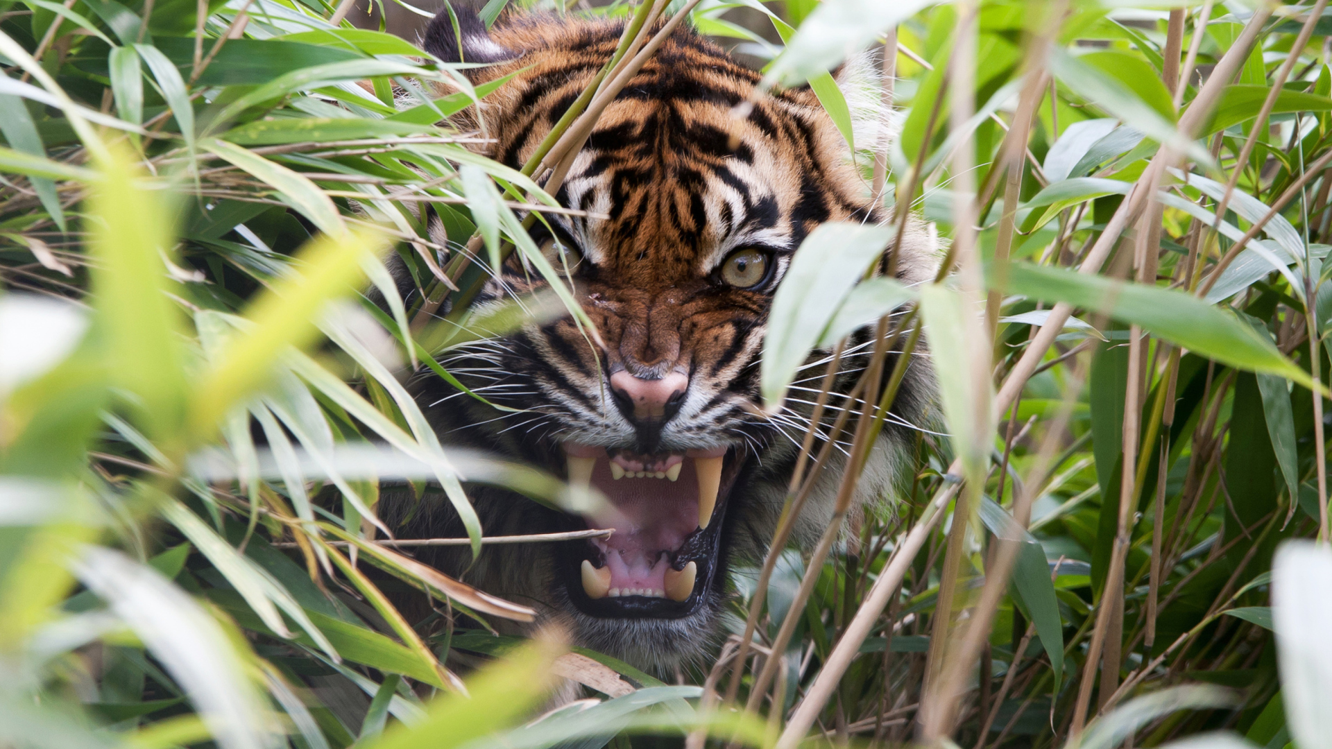 Sfondi Tiger Hiding Behind Green Grass 1920x1080