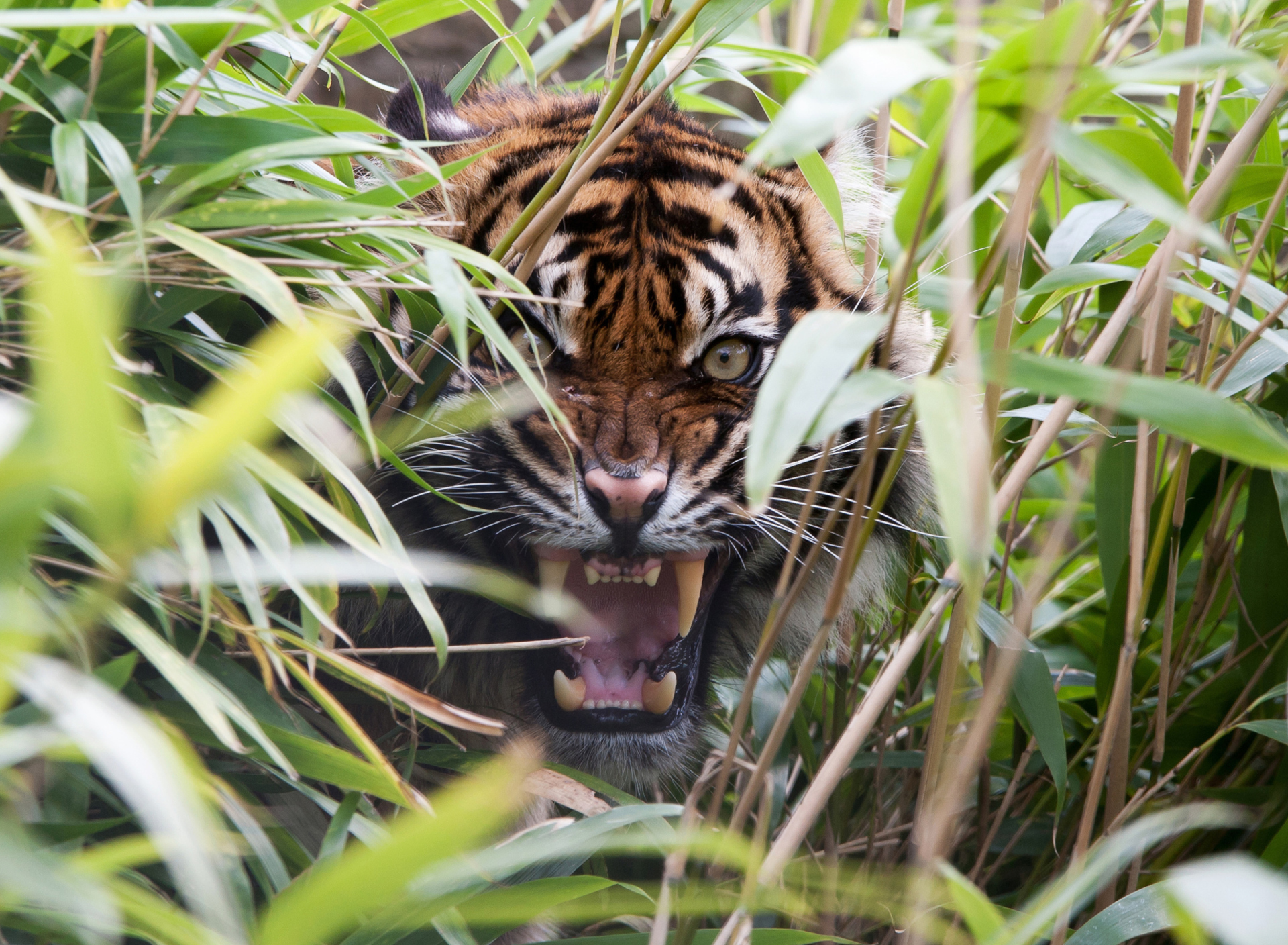 Fondo de pantalla Tiger Hiding Behind Green Grass 1920x1408