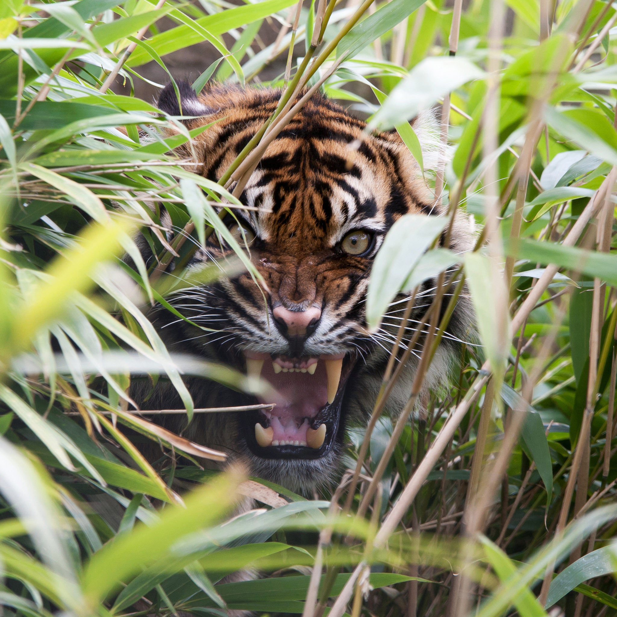Das Tiger Hiding Behind Green Grass Wallpaper 2048x2048