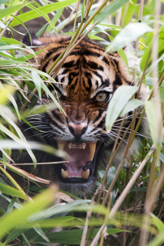 Das Tiger Hiding Behind Green Grass Wallpaper 320x480