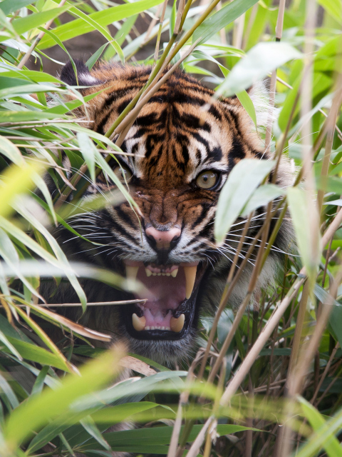Fondo de pantalla Tiger Hiding Behind Green Grass 480x640