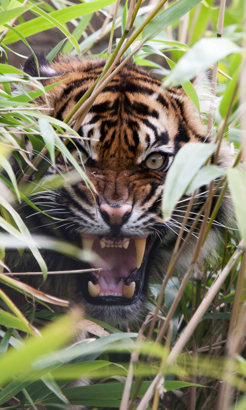 Das Tiger Hiding Behind Green Grass Wallpaper 480x800