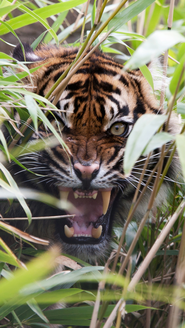 Обои Tiger Hiding Behind Green Grass 640x1136