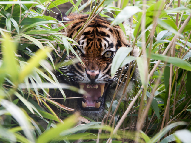 Das Tiger Hiding Behind Green Grass Wallpaper 640x480