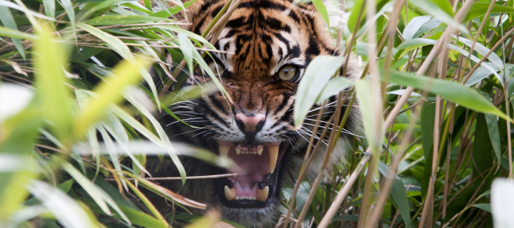 Tiger Hiding Behind Green Grass wallpaper 720x320