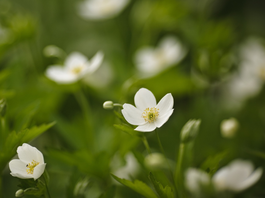 Fondo de pantalla White Spring Flowers 1024x768