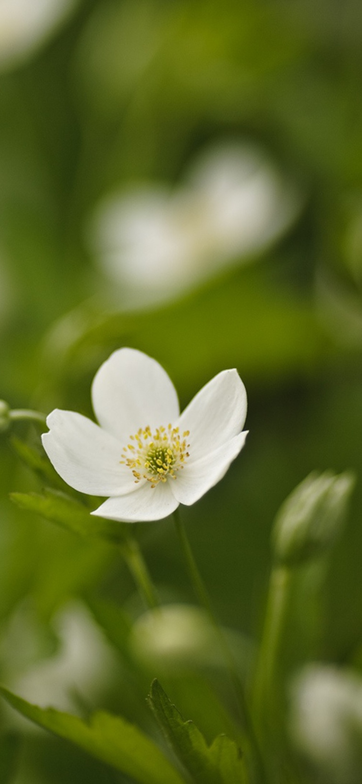 Fondo de pantalla White Spring Flowers 1170x2532