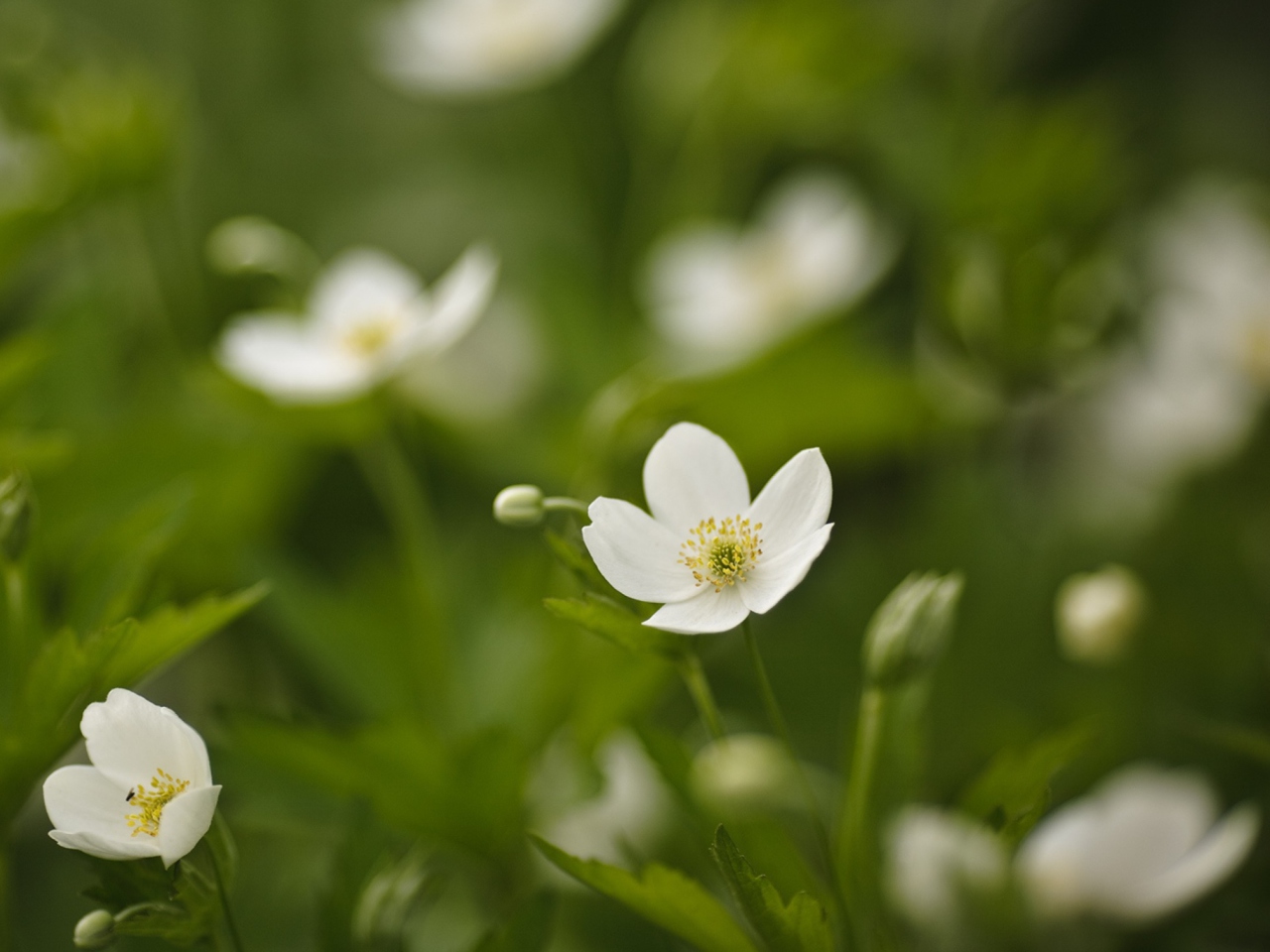 Screenshot №1 pro téma White Spring Flowers 1280x960