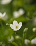 White Spring Flowers screenshot #1 128x160