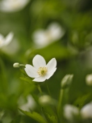 Обои White Spring Flowers 132x176