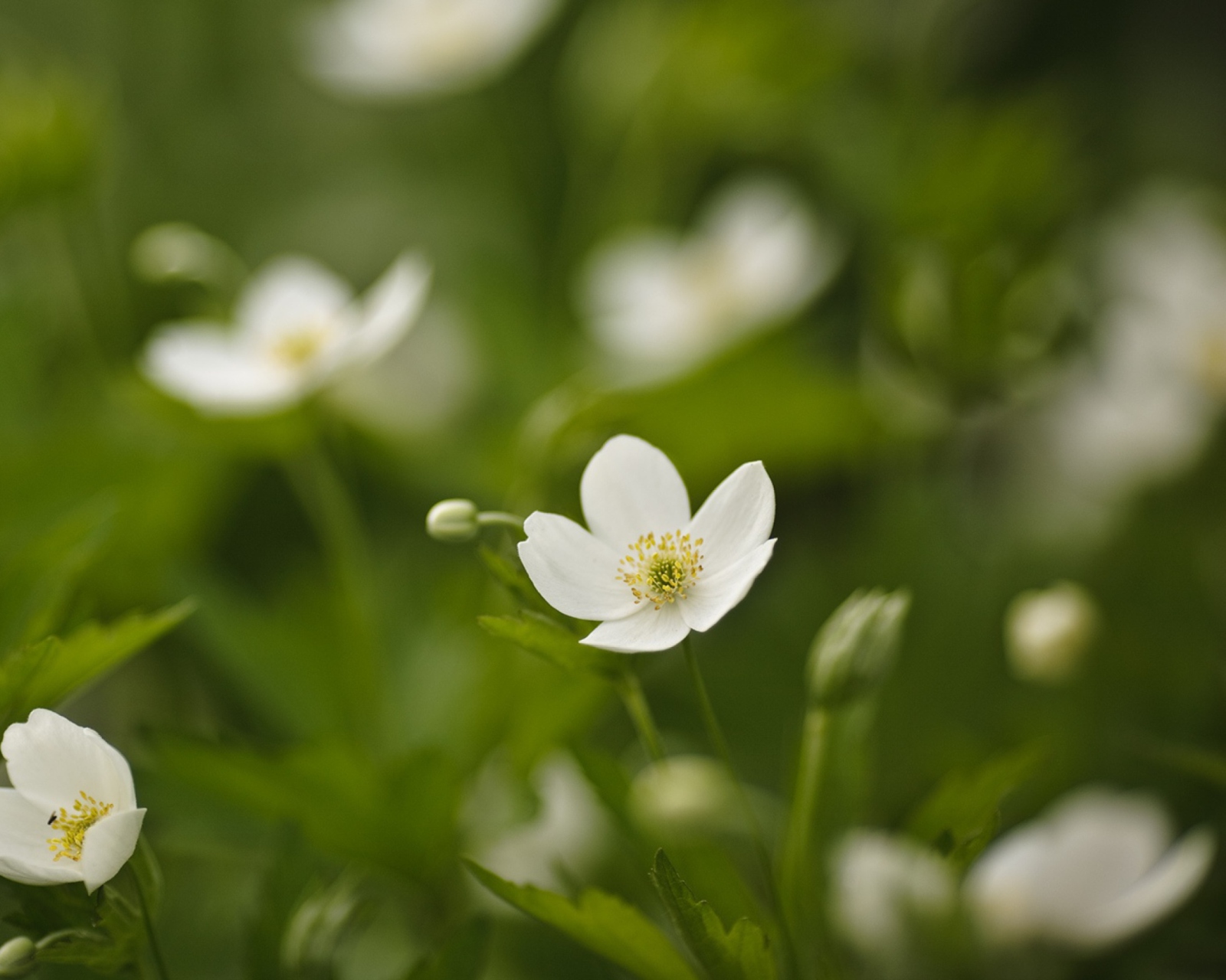 Fondo de pantalla White Spring Flowers 1600x1280
