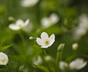 Обои White Spring Flowers 176x144
