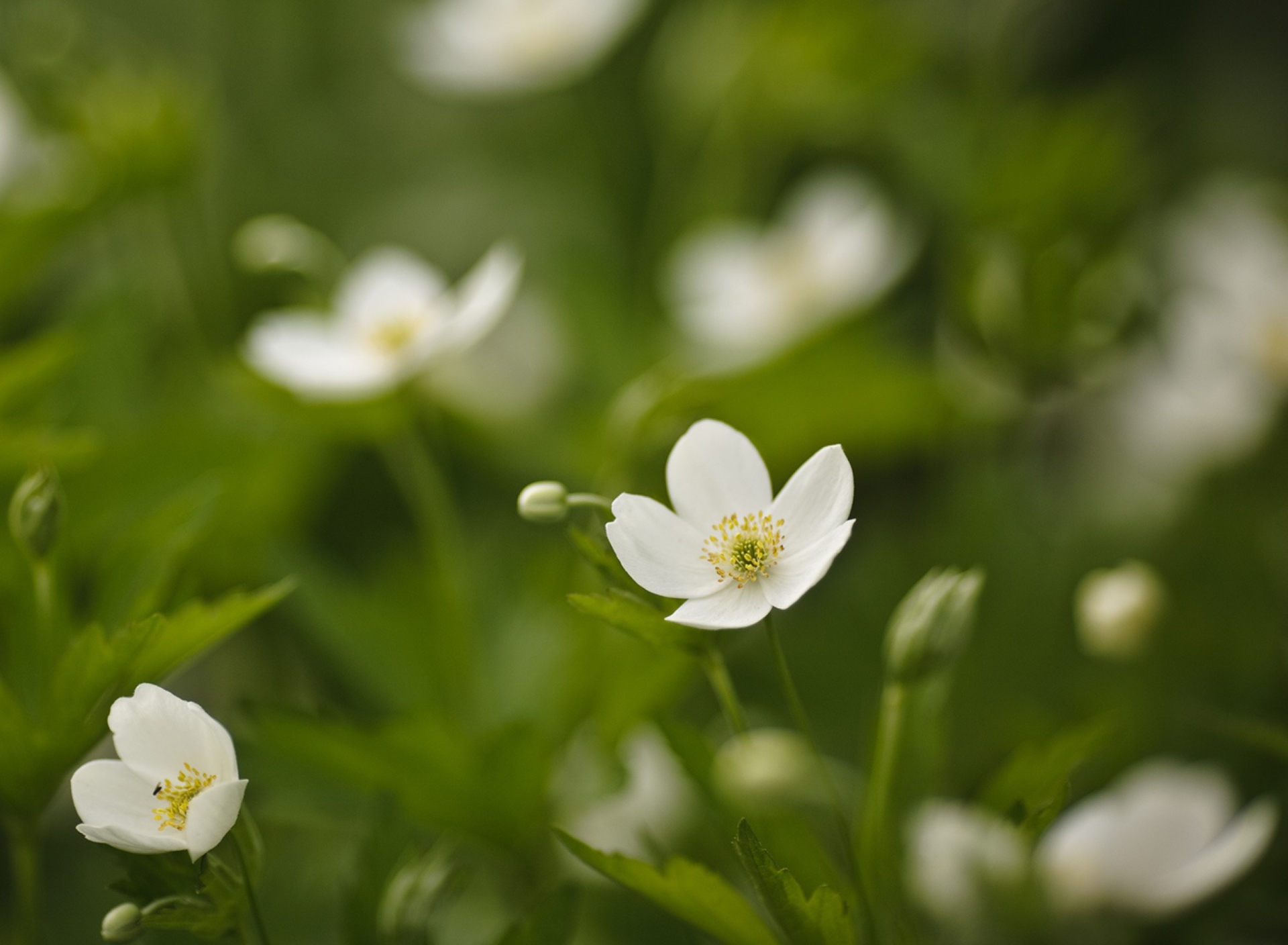 White Spring Flowers screenshot #1 1920x1408