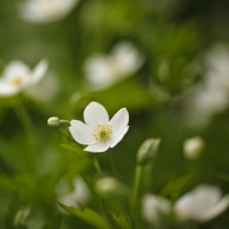 Fondo de pantalla White Spring Flowers 208x208