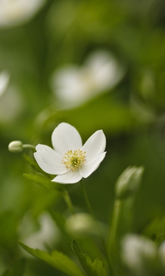 White Spring Flowers screenshot #1 240x400