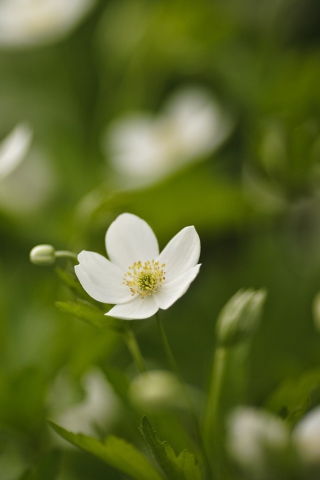 White Spring Flowers screenshot #1 320x480