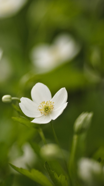 White Spring Flowers screenshot #1 360x640
