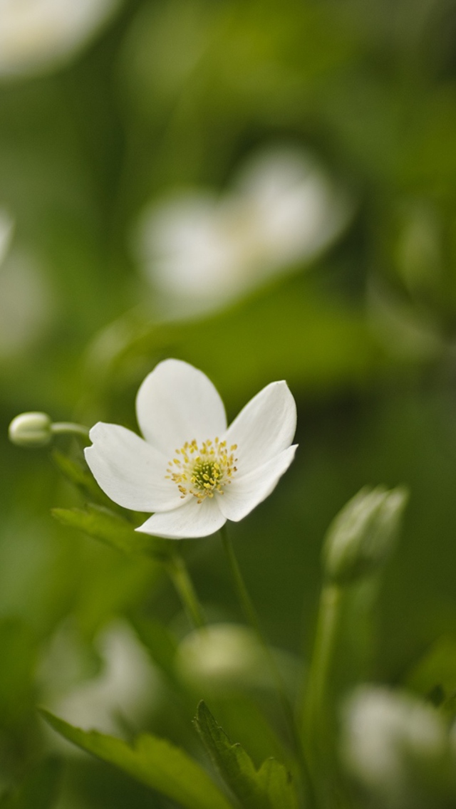 Sfondi White Spring Flowers 640x1136