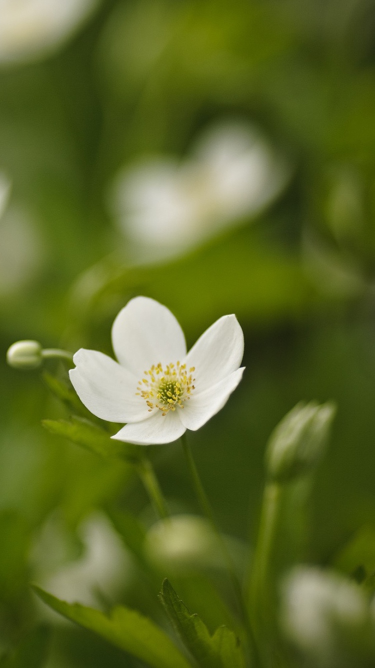 White Spring Flowers wallpaper 750x1334