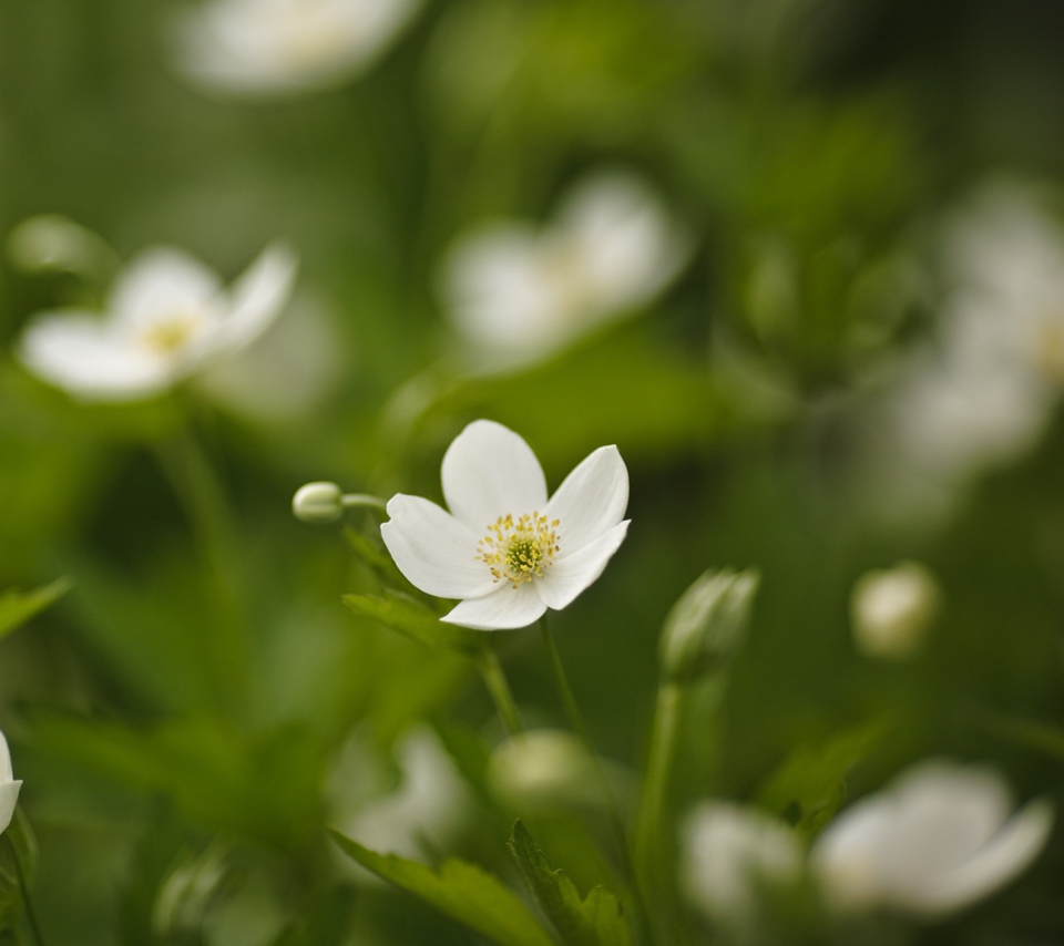 Обои White Spring Flowers 960x854