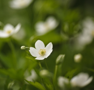 White Spring Flowers - Fondos de pantalla gratis para 1024x1024